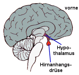 Lage von Hypothalamus und Hirnanhangsdrse