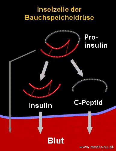 Die Sekretion (Ausschttung) von Insulin aus den beta-Zellen der Bauchspeicheldrse