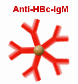 Anti-HBc-Antikrper der Klasse IgM