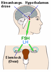 Vom Hypothalamus gesteuert schttet die Hirnanhangsdrse FS und LH aus, die auf die Eierstcke wirken