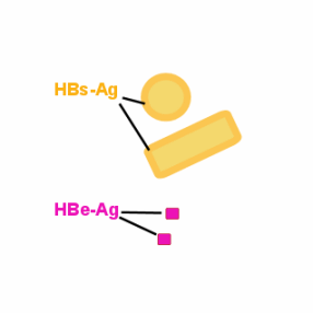 HBs-Antigen-Teilchen und das HBe-Antigen. 