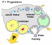 Der Gelbkrper produziert in der 2.Zyklushlfte groe Mengen Progesterons