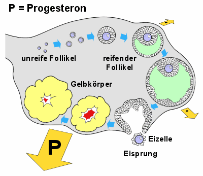 Die Eierstcke produzieren erst in der 2.Zyklushlfte grere Mengen Progesterons. Und zwar im Gelbkrper.