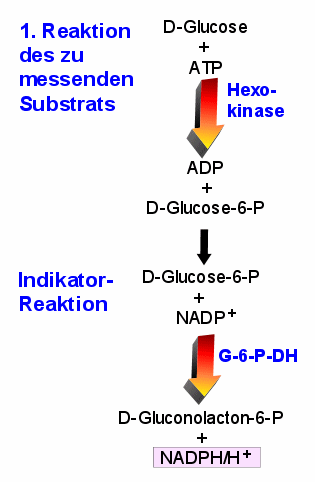 Reaktionsgleichung der Bestimmung von Glucose
