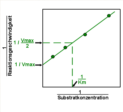 Im Lineweaver-Burk-Diagramm lsst sich Vmax und auch Km eindeutig ablesen