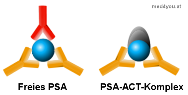 Messung von PSA mit Antikörpern