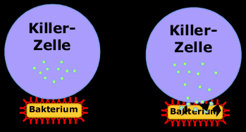 An das mit Antikörpern beladene Bakterium lagern sich Killerzellen an und zerstören es