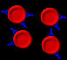 Rote Blutkörperchen mit Antikörpern beladen