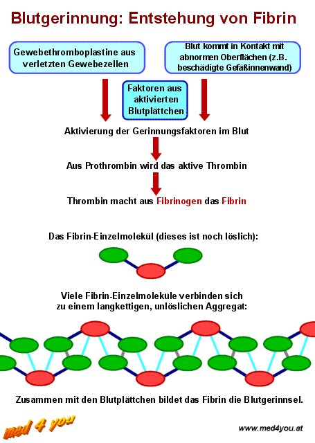 Entstehung von Fibrin aus Fibrinogen im Rahmen der Blutgerinnung