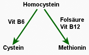 Grobes Schema zum Abbau des Homocysteins. Vitamine sind notwendig.