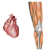 Herzmuskel und Skelettmuskeln (li Bein)