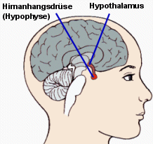 Schema von Hypothalamus und Hypophyse