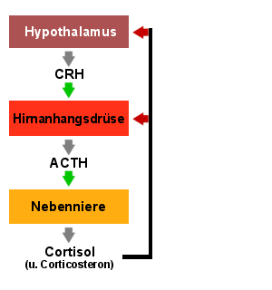 Anstieg von Cortisol nach ACTH-Gabe
