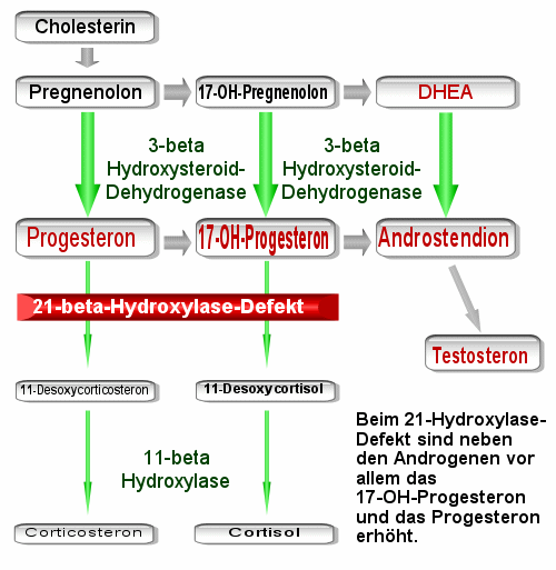 Schema des 21-beta-Hydroxylasedefekts