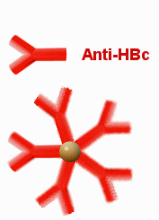 Anti-HBc Antikörper der Klasse IgG (oben) und IgM