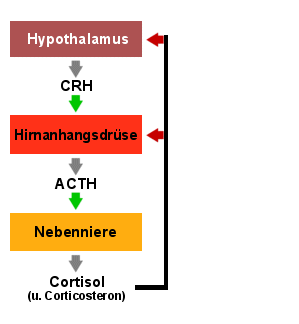 Anstieg von ACTH und Cortisol nach CRH-Gabe