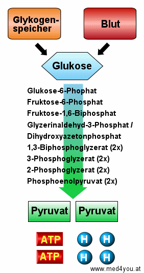 Vereinfachtes Schema des Glukoseabbaus bei der Glykolyse