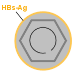 Hepatitis B Virus, Hülle mit HBs-Ag gelb eingezeichnet