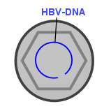 HBV-DNA, die Erbsubstanz des Hepatitis B Virus (blau)