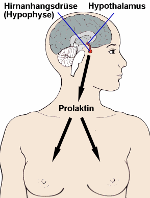 Prolaktin entsteht in der Hirnanhangsdrüse und wirkt vor allem auf die Brustdrüse.