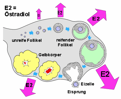 Im Verlaufe des Zyklus produzieren verschiedene Strukturen in den Eierstöcken Östradiol (E2)