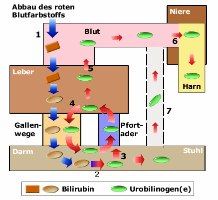 Darstellung der Entstehung von Urobilinogen und des enterohepatischen Kreislaufs
