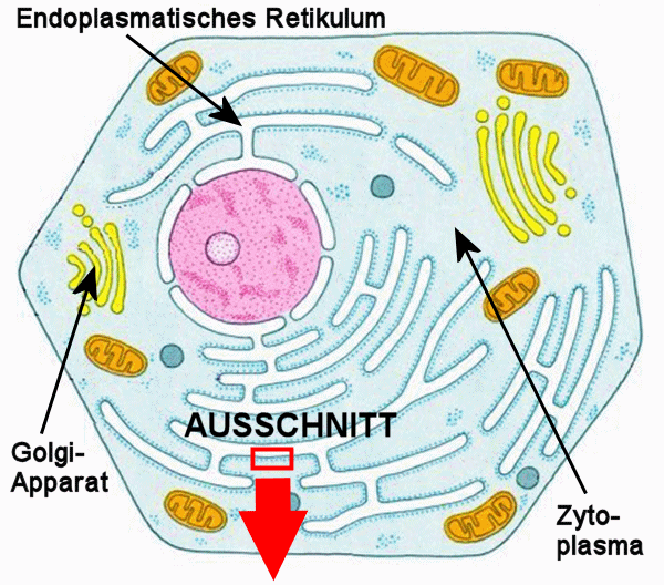 Schema einer Zelle