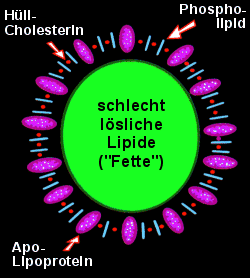 Modell eines Lipoproteins