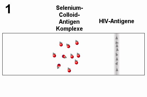 Schema des Nachweises von HIV-Antikörpern mittels Teststreifens
