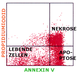 Doppelfärbung Annexin V FITC und Propidiumiodid
