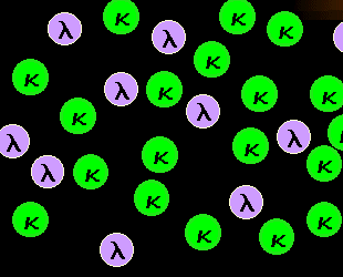 Normale B-Zellen, Färbung mit anti-kappa-FITC