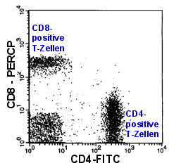 Beispiel einer normalen CD4/CD8-Markierung der T-Zellen.