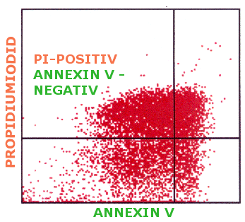 Es ist nicht ganz klar, was PI-positive aber Annexin negative Zellen bedeuten