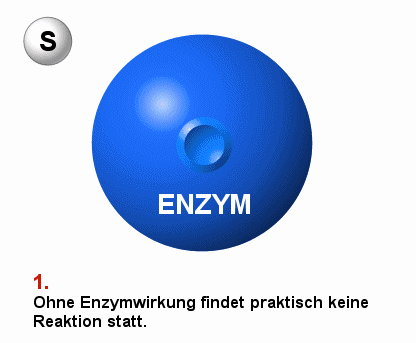Prinzip einer Enzymreaktion (Animation)