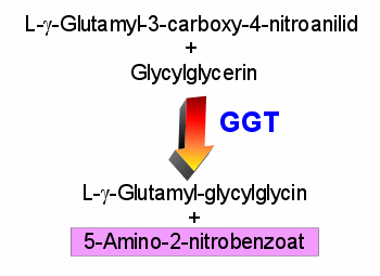 Reaktionsgleichung des Nachweises der Gamma-GT