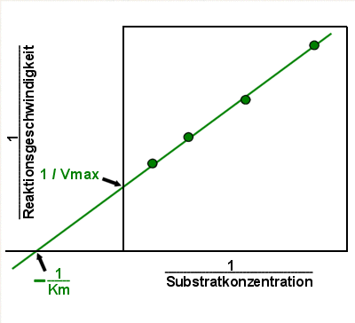Klassisches Lineweaver-Burk-Diagramm